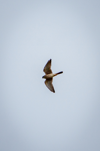iNaturalist observation photo of American Kestrel