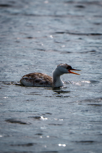 iNaturalist observation photo of Clark's Grebe