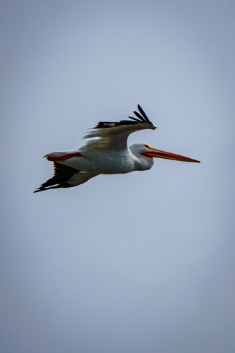 iNaturalist observation photo of American White Pelican
