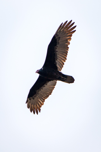 iNaturalist observation photo of Turkey Vulture
