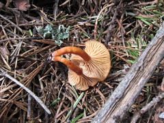Rhodophana nitellina