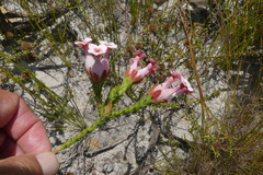 Erica ampullacea