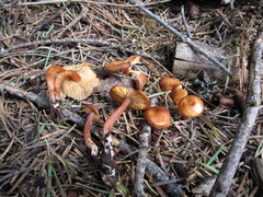 Rhodophana nitellina