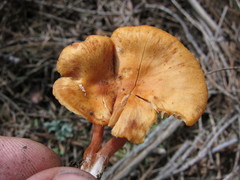 Rhodophana nitellina