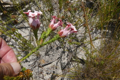 Erica ampullacea