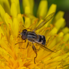 Anasimyia