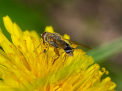 Anasimyia
