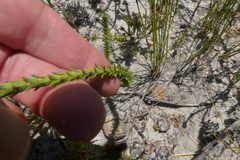 Erica ampullacea