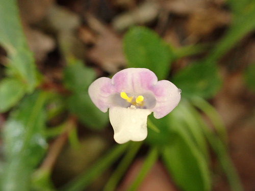 Lindernia ruellioides iNat (1)