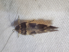 Macrobathra ceraunobola