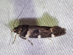 Macrobathra ceraunobola