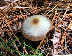 Psathyrella ellenae