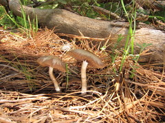 Psathyrella ellenae