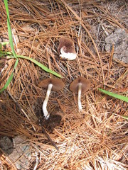 Psathyrella ellenae