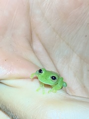 Nymphargus