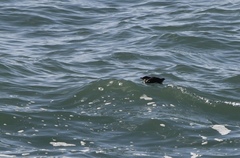 Cerorhinca monocerata