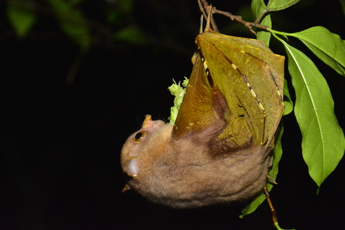 Nyctimene cephalotes