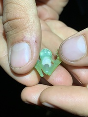 Nymphargus