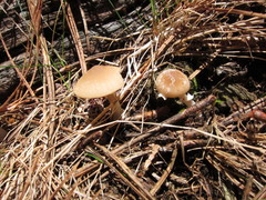 Psathyrella ellenae