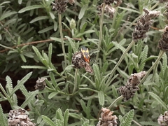 Hemiptera