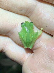Nymphargus