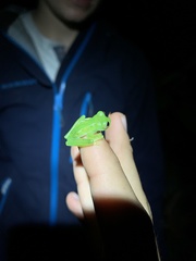 Nymphargus