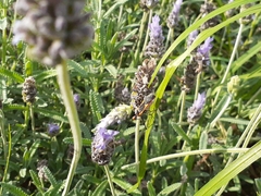 Hemiptera