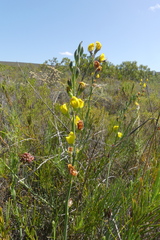 Lebeckia pauciflora