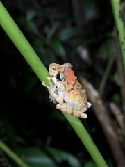 Pristimantis mallii
