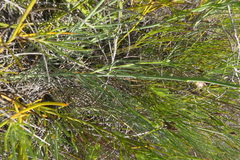 Lebeckia pauciflora
