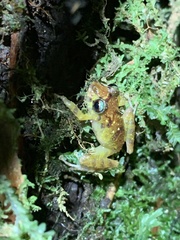 Pristimantis mallii
