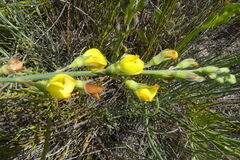 Lebeckia pauciflora