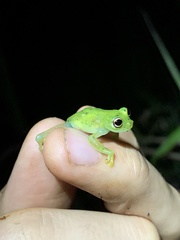 Chimerella mariaelenae