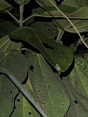 Chimerella mariaelenae