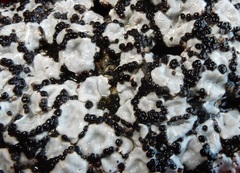Psora crenata