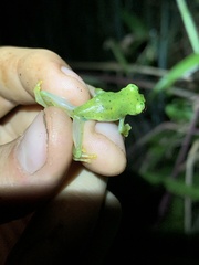 Chimerella mariaelenae