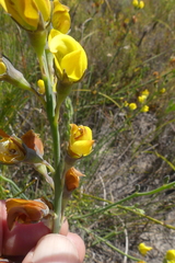 Lebeckia pauciflora