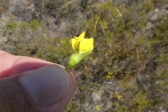 Lebeckia pauciflora