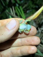 Chimerella mariaelenae