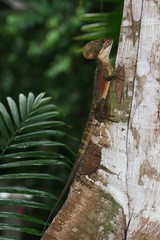 Basiliscus galeritus