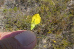 Lebeckia pauciflora