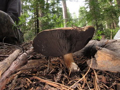 Agaricus moronii