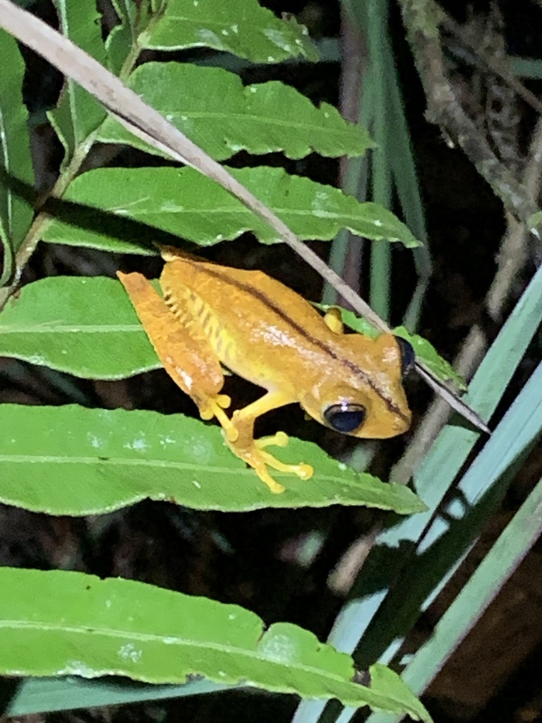 Almendariz's Treefrog