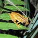 Almendariz's Tree Frog - Photo (c) Zane Libke, some rights reserved (CC BY-NC), uploaded by Zane Libke