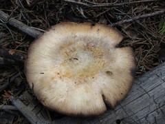 Agaricus moronii