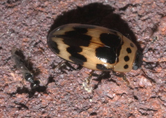 Spilomena