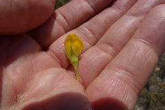 Lebeckia pauciflora
