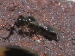 Spilomena