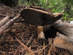 Agaricus moronii