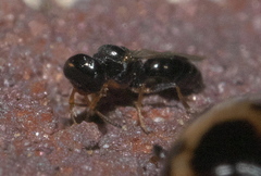 Spilomena